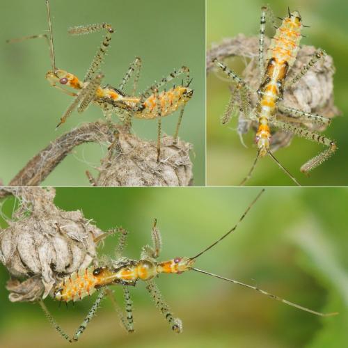 Réf. 311 607 : Zelus renardii